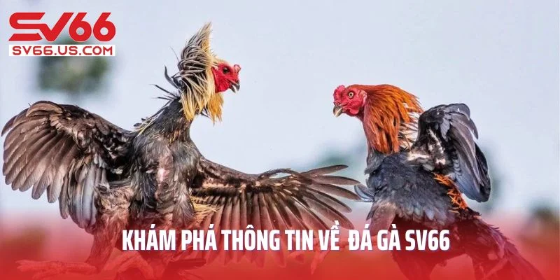Khám phá thông tin về sảnh cược đá gà SV66