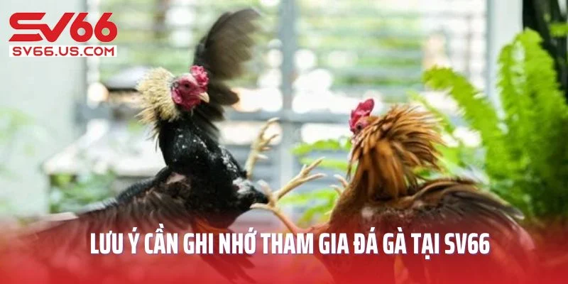 Lưu ý cần ghi nhớ khi tham gia  đá gà tại SV66